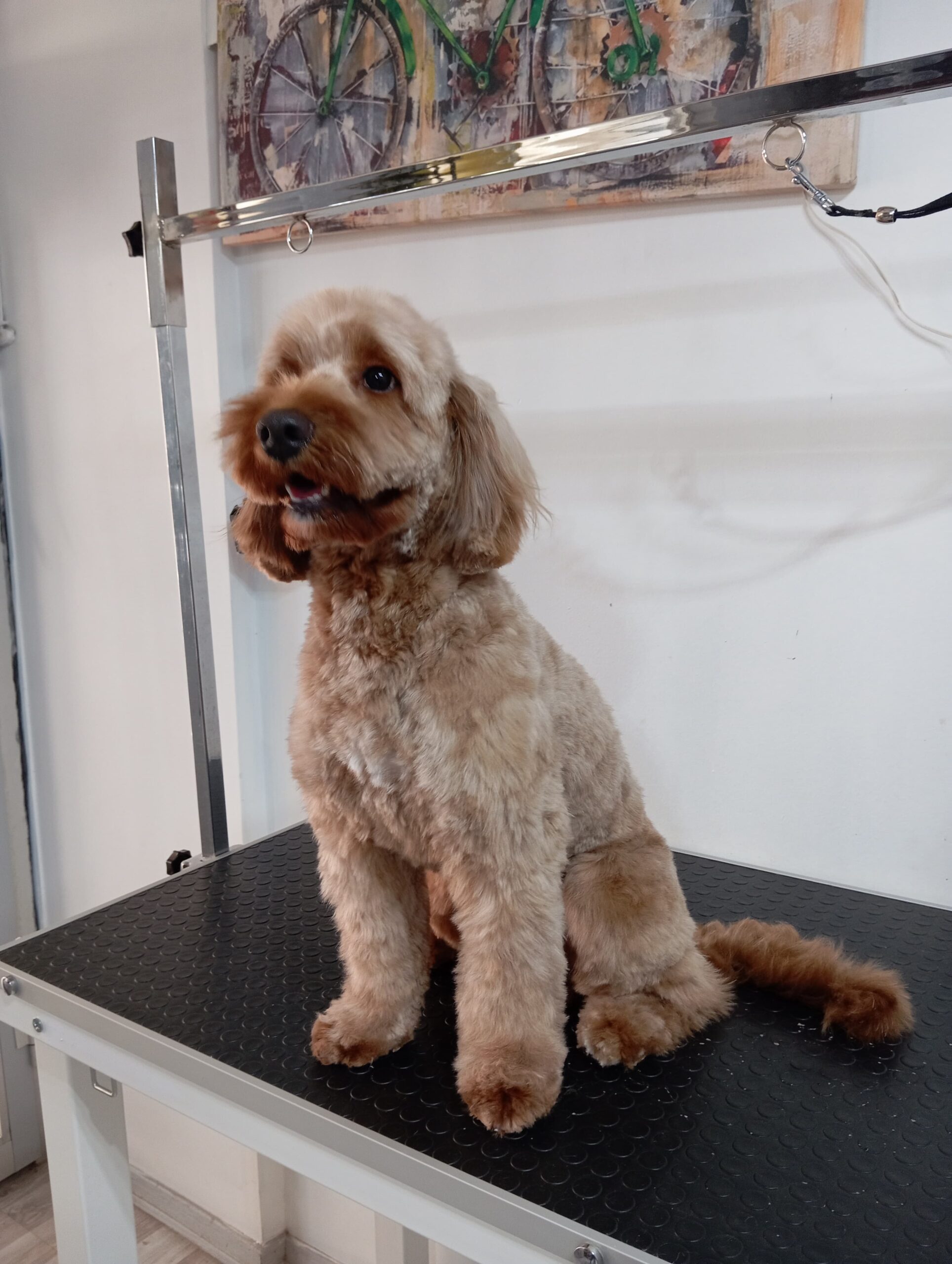 Pet Kuaför Görseli